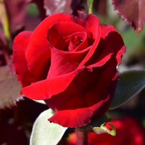 Rosa  Ruby Wedding™ - czerwony  - Róże pienne - z kwiatami hybrydowo herbacianymi - korona równomiernie ukształtowana